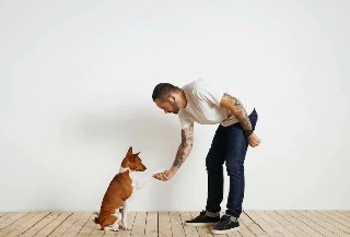 Curso Online Adestramento de Cães