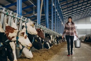 Curso Online Alimentação Animal Bovino