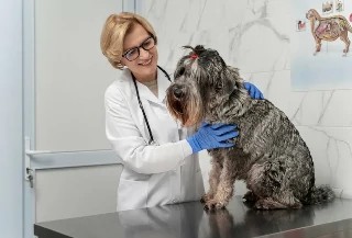 Curso Online Básico em Agente de Apoio de Zoonoses