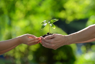 Curso Online Básico em Práticas de Defesa e Proteção Vegetal