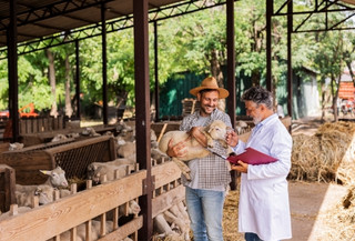 Curso Online Inspeção de Produtos de Origem Animal